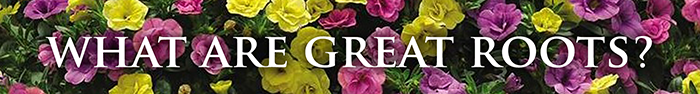 What are Great Roots?